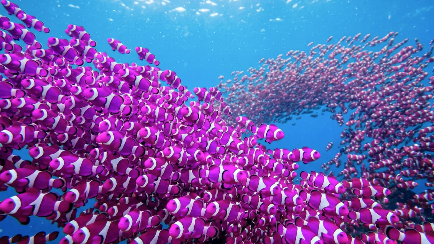 Schwarm magentafarbener Clownfische im blauen Unterwasserlicht
